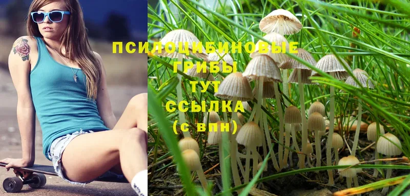 гидра маркетплейс  Салаир  Галлюциногенные грибы Cubensis 